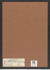 Goniothecium didymum Ehr. (de-Toni-Nr.: Genus 157, Species 4229) Zeichnungen Sammlung Grunow Mappe 04227 (Herbarium_W_Grunow_drawings_Folder_04227)